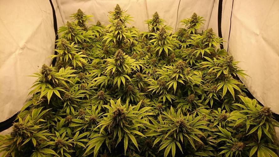 Jack Herer - clones. Week 13