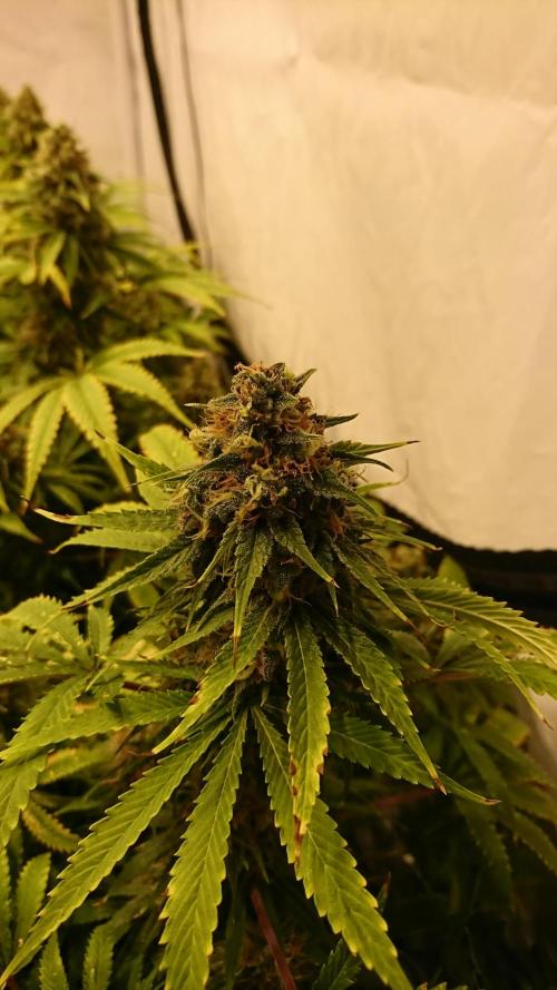 Jack Herer - clones. Week 13