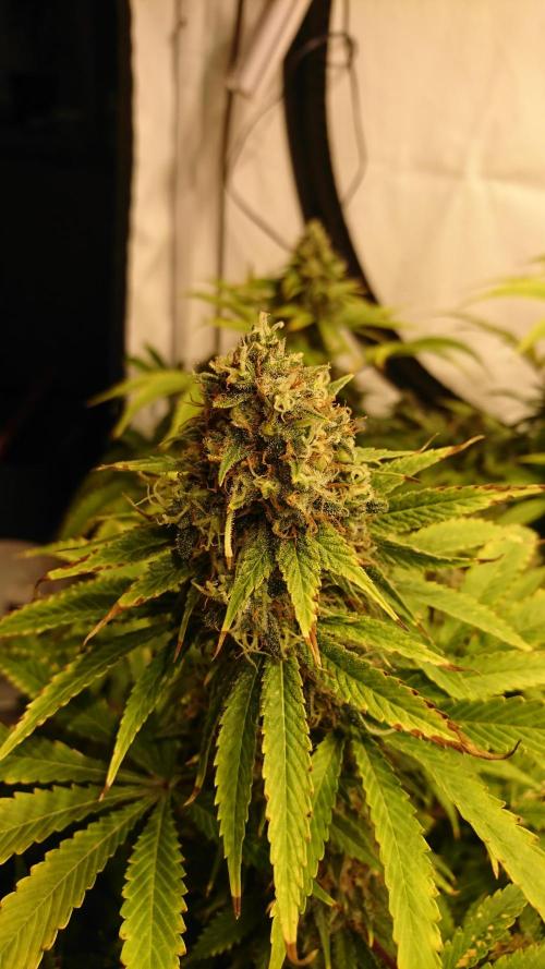 Jack Herer - clones. Week 13