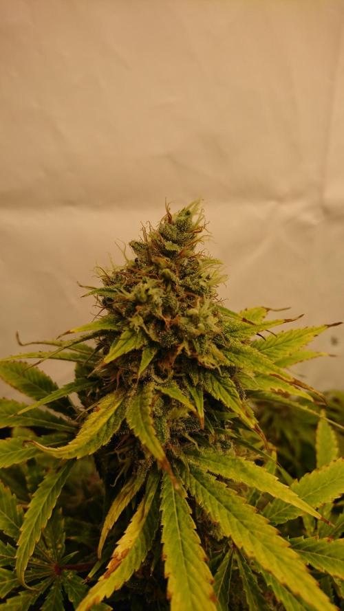 Jack Herer - clones. Week 13