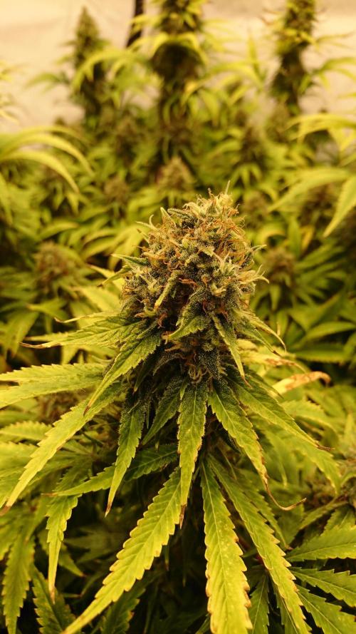 Jack Herer - clones. Week 13