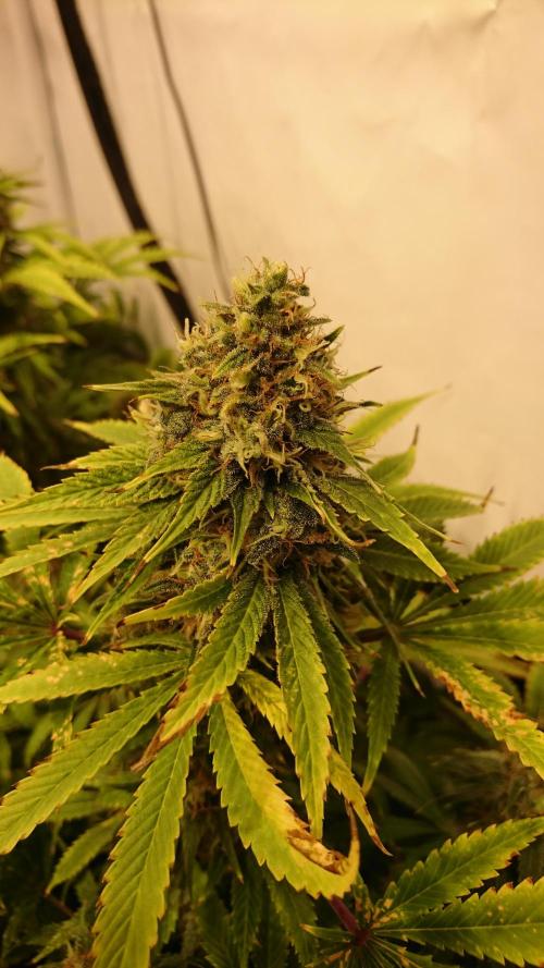 Jack Herer - clones. Week 13