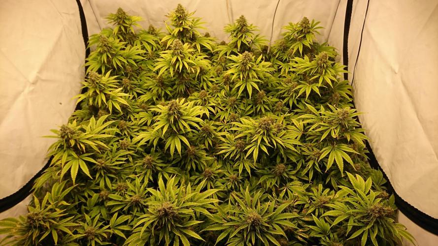 Jack Herer - clones. Week 13