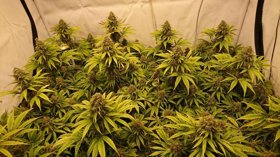 Jack Herer - clones. Week 14