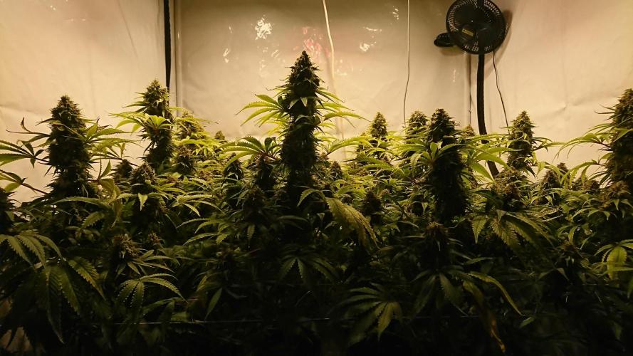 Jack Herer - clones. Week 14