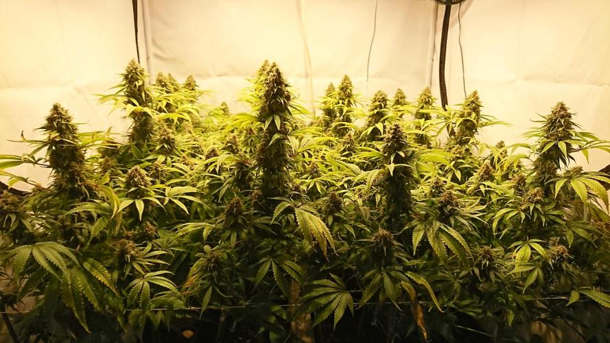 Jack Herer - clones. Week 14