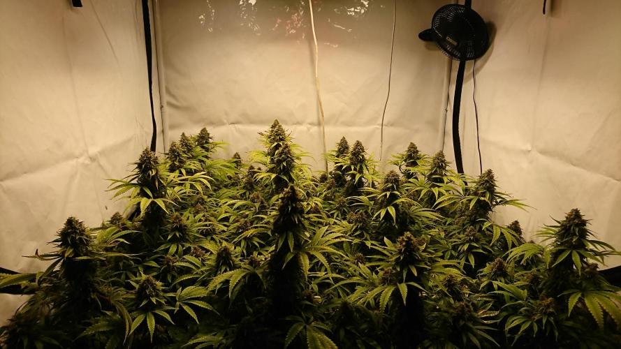 Jack Herer - clones. Week 14