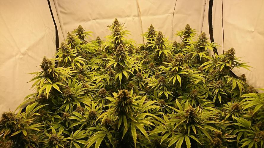 Jack Herer - clones. Week 14