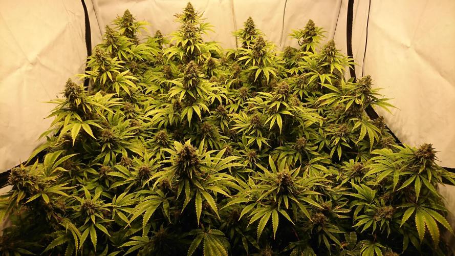 Jack Herer - clones. Week 14