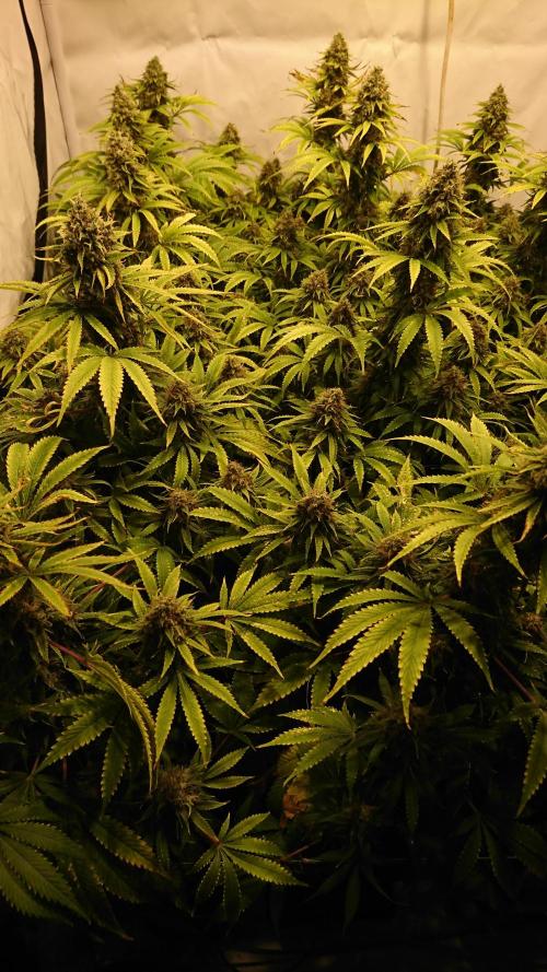 Jack Herer - clones. Week 14