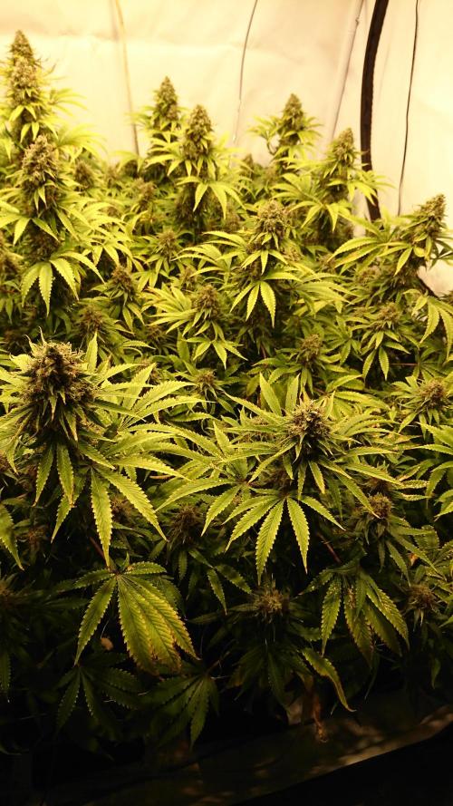 Jack Herer - clones. Week 14