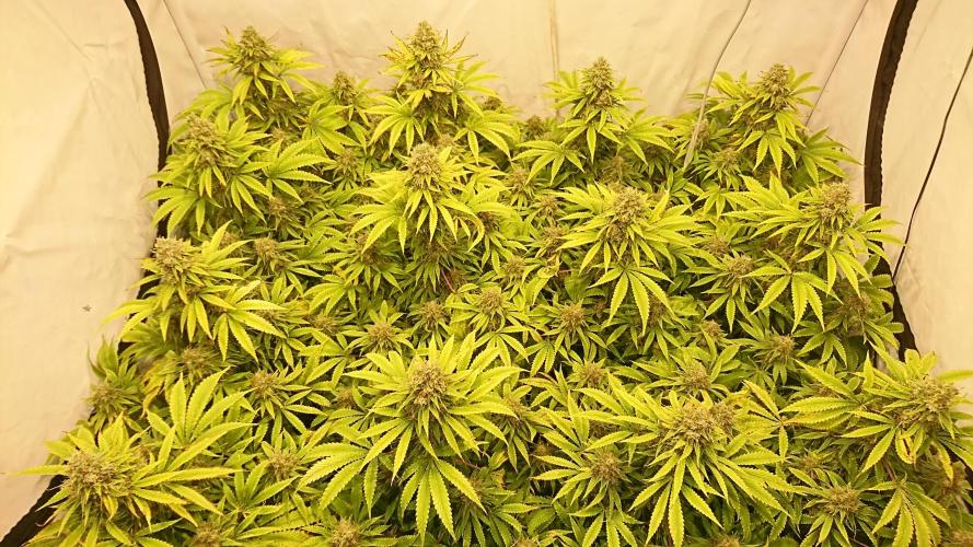 Jack Herer - clones. Week 14