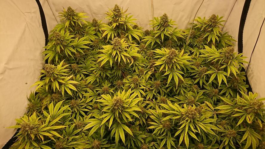 Jack Herer - clones. Week 14