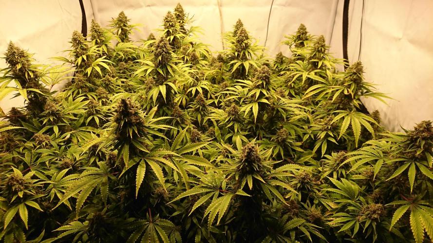 Jack Herer - clones. Week 15