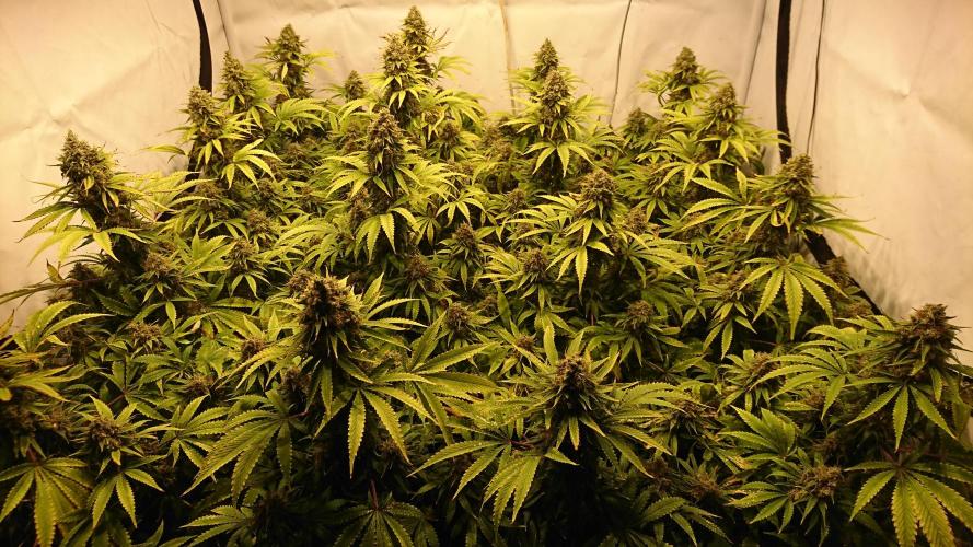 Jack Herer - clones. Week 15