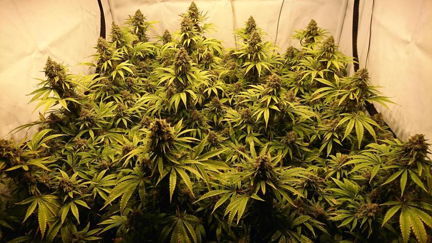 Jack Herer - clones. Week 15