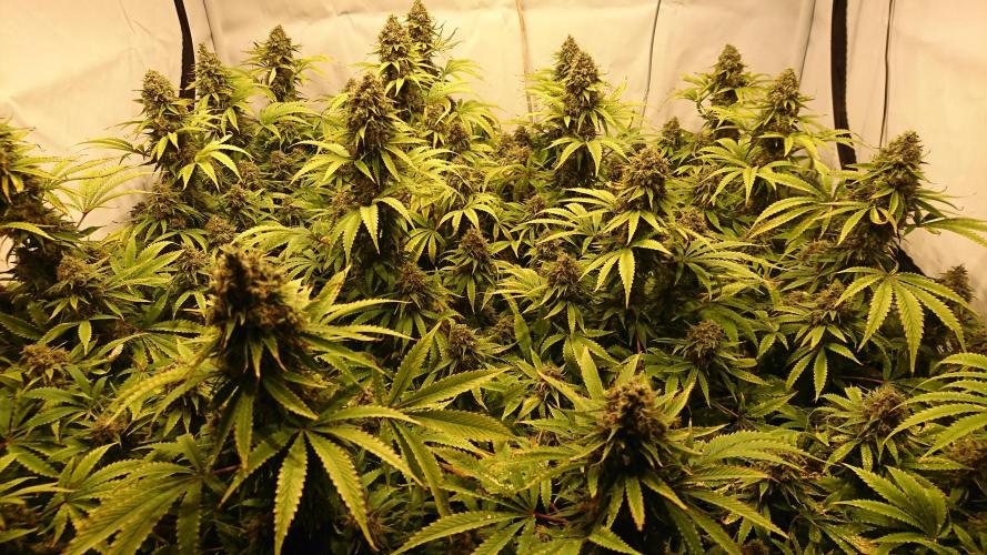 Jack Herer - clones. Week 15