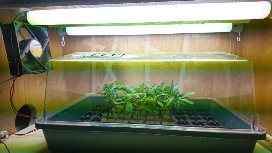 Ice - clones. Week 1