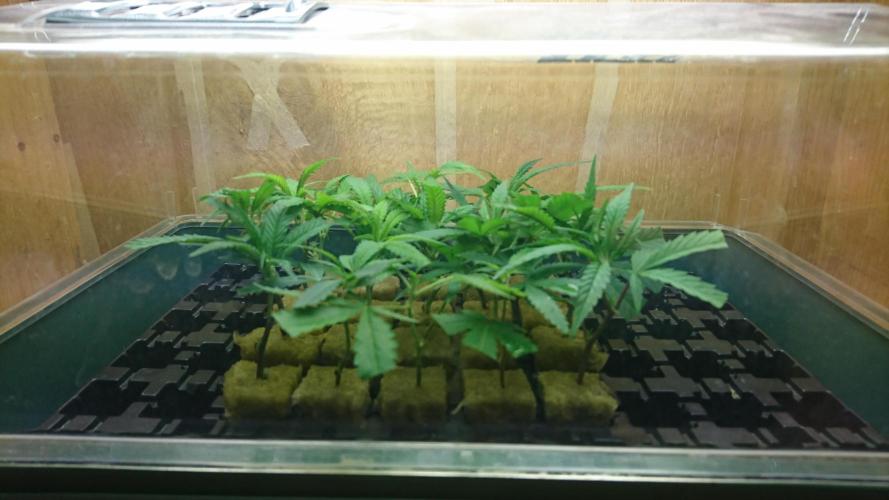 Ice - clones. Week 1