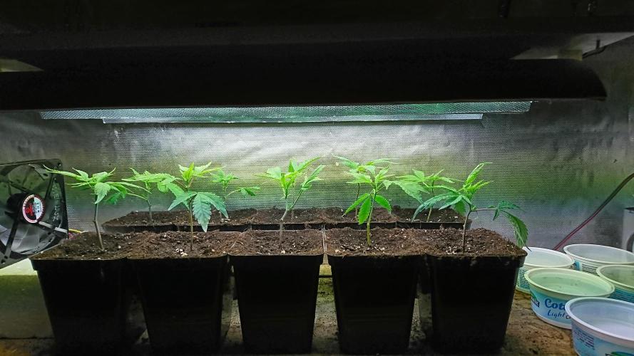 Ice - clones. Week 1