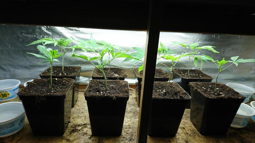 Ice - clones. Week 1