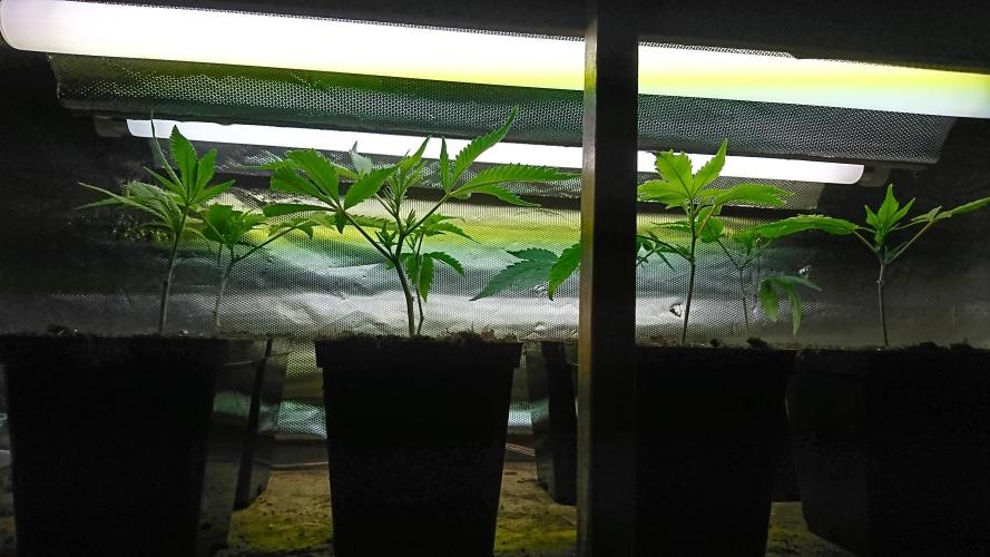 Ice - clones. Week 1