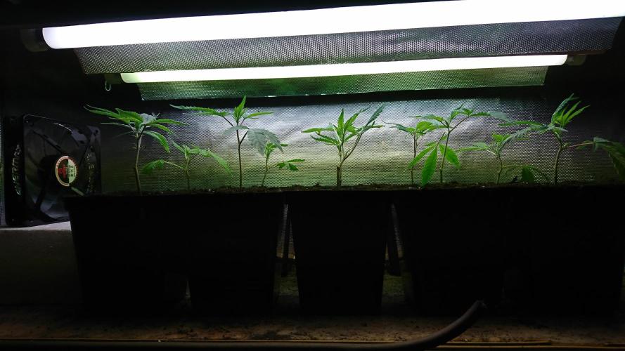 Ice - clones. Week 1