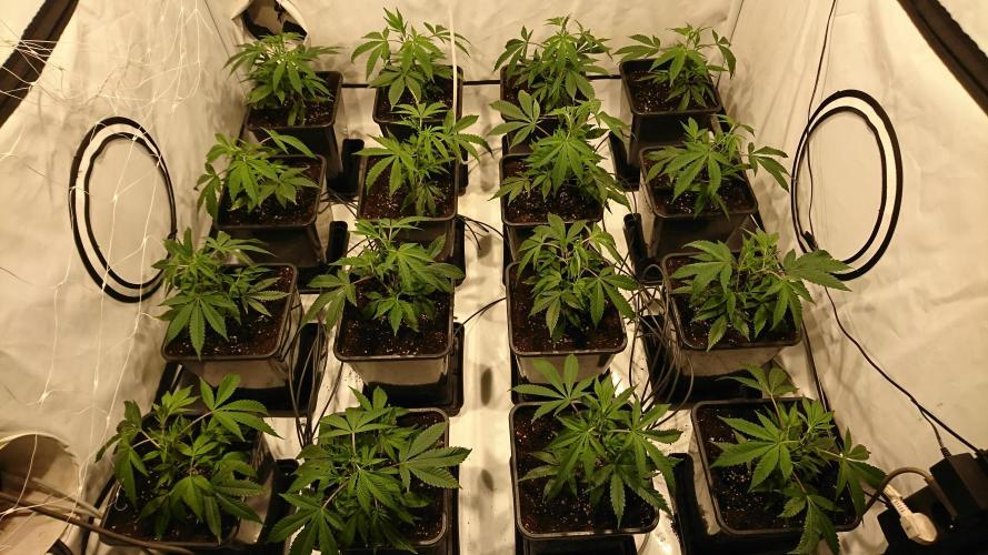 Ice - clones. Week 2