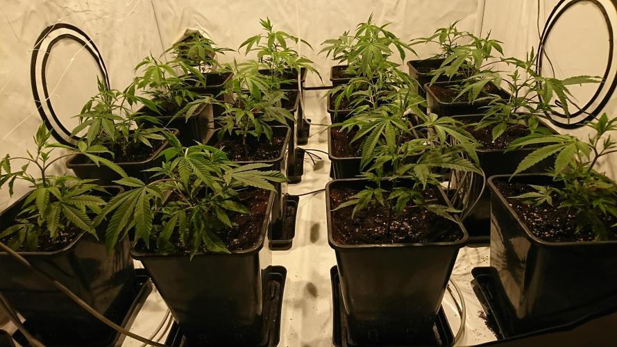 Ice - clones. Week 2