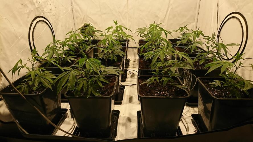 Ice - clones. Week 2