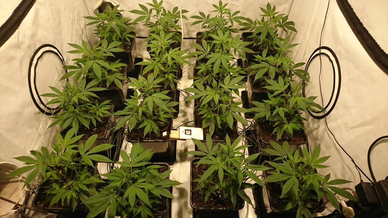 Ice - clones. Week 3