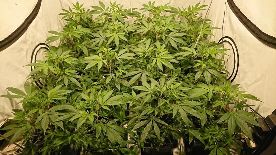 Ice - clones. Week 5