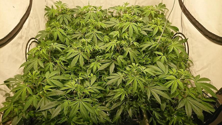 Ice - clones. Week 5