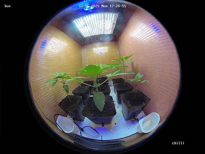 lemon z - cream caramel - kush mints ... Week 3