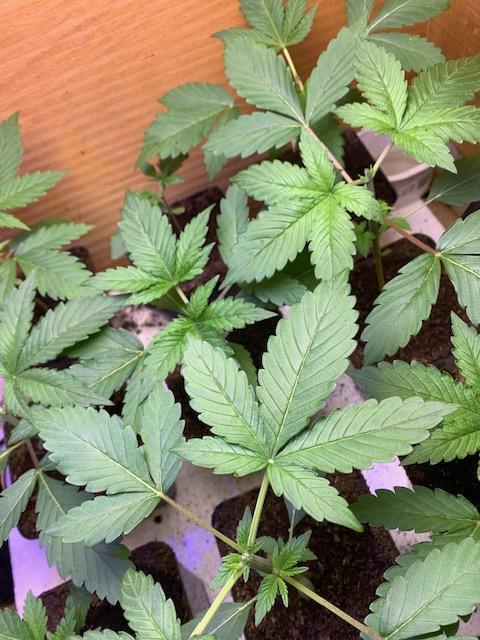 lemon z - cream caramel - kush mints ... Week 3