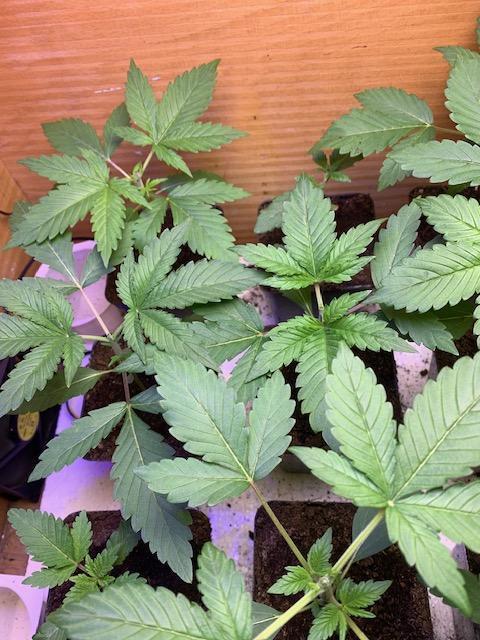 lemon z - cream caramel - kush mints ... Week 3