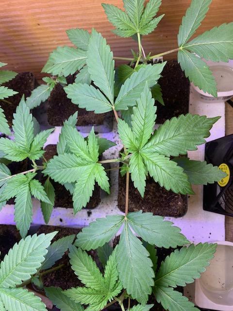 lemon z - cream caramel - kush mints ... Week 3