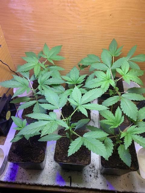 lemon z - cream caramel - kush mints ... Week 3