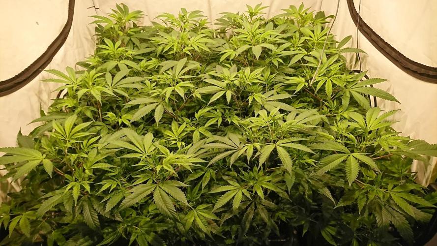 Ice - clones. Week 6