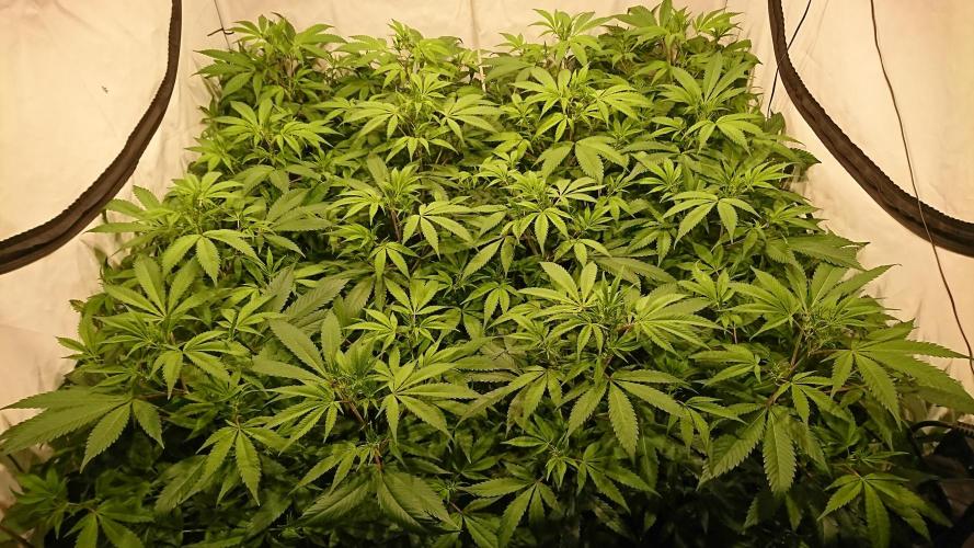 Ice - clones. Week 6