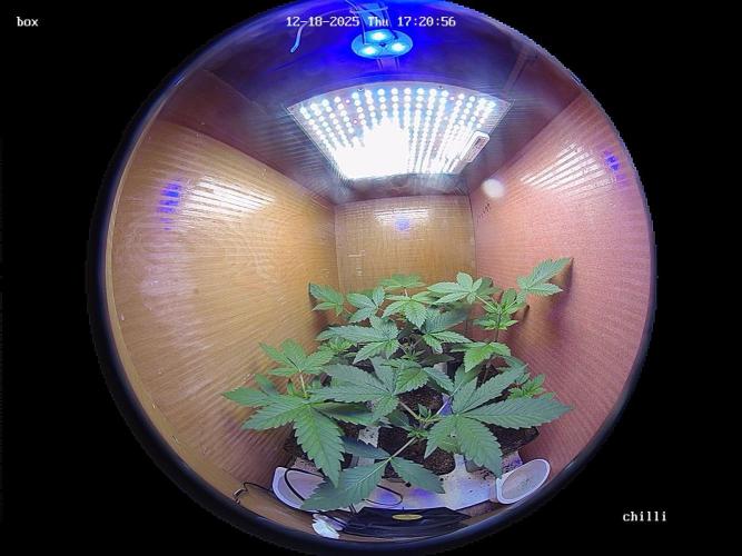 lemon z - cream caramel - kush mints ... Week 3