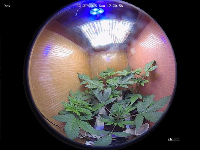 lemon z - cream caramel - kush mints ... Week 3