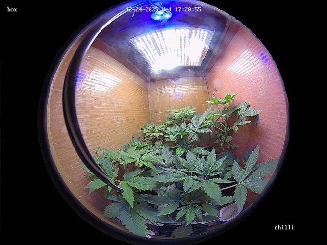 lemon z - cream caramel - kush mints ... Week 4