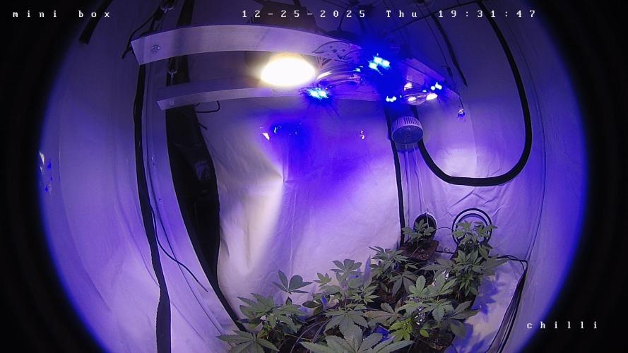 lemon z - cream caramel - kush mints ... Week 4