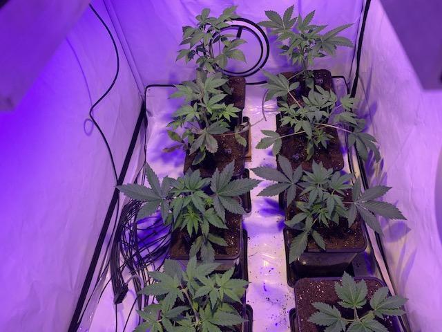 lemon z - cream caramel - kush mints ... Week 4