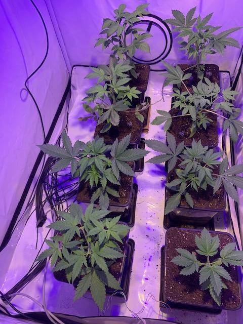 lemon z - cream caramel - kush mints ... Week 4