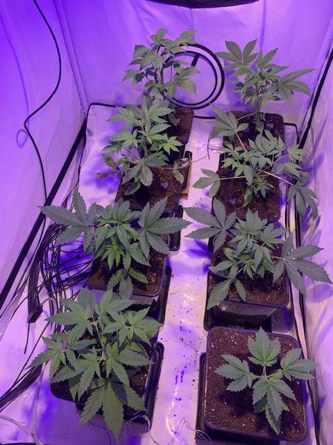 lemon z - cream caramel - kush mints ... Week 4