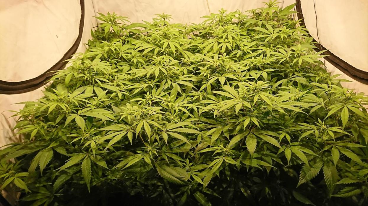 Ice - clones. Week 7