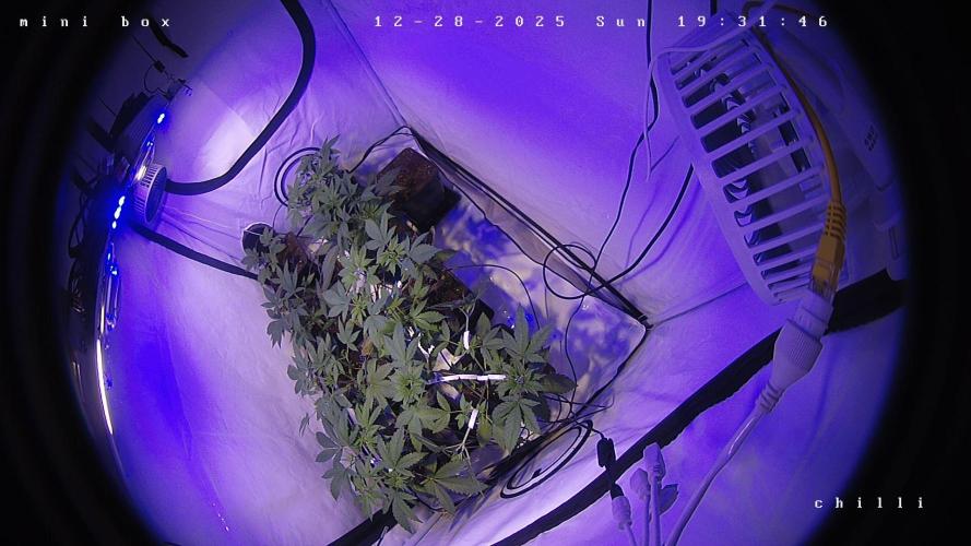 lemon z - cream caramel - kush mints ... Week 4