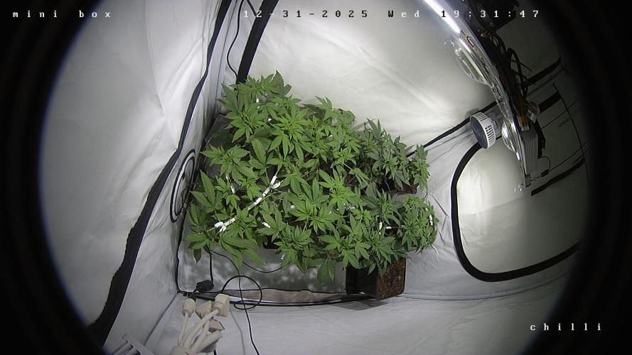 lemon z - cream caramel - kush mints ... Week 5